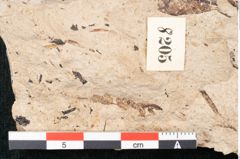 Foto (Detailansicht) von Equisetum haeringianum Ettingshausen (NHMW-GEO-2024-0188-8205)